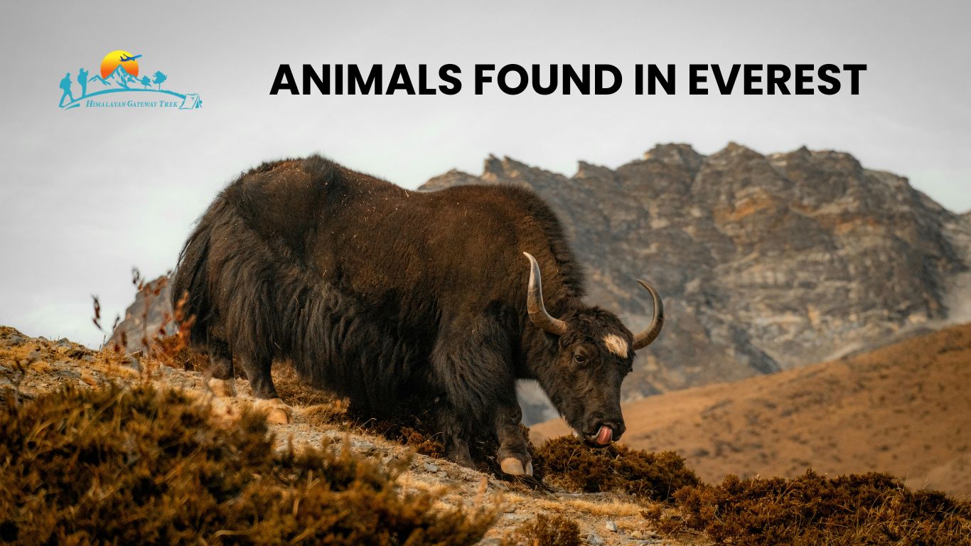 Animals found in Mount everest