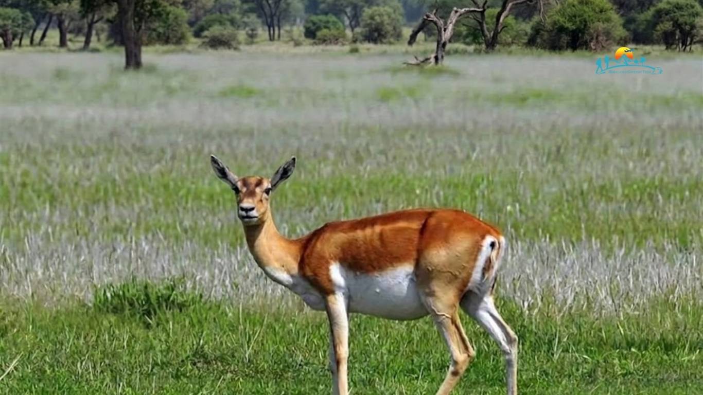 Bardiya national park 2 Nights 3 days