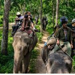 Jungle Safari in Nepal