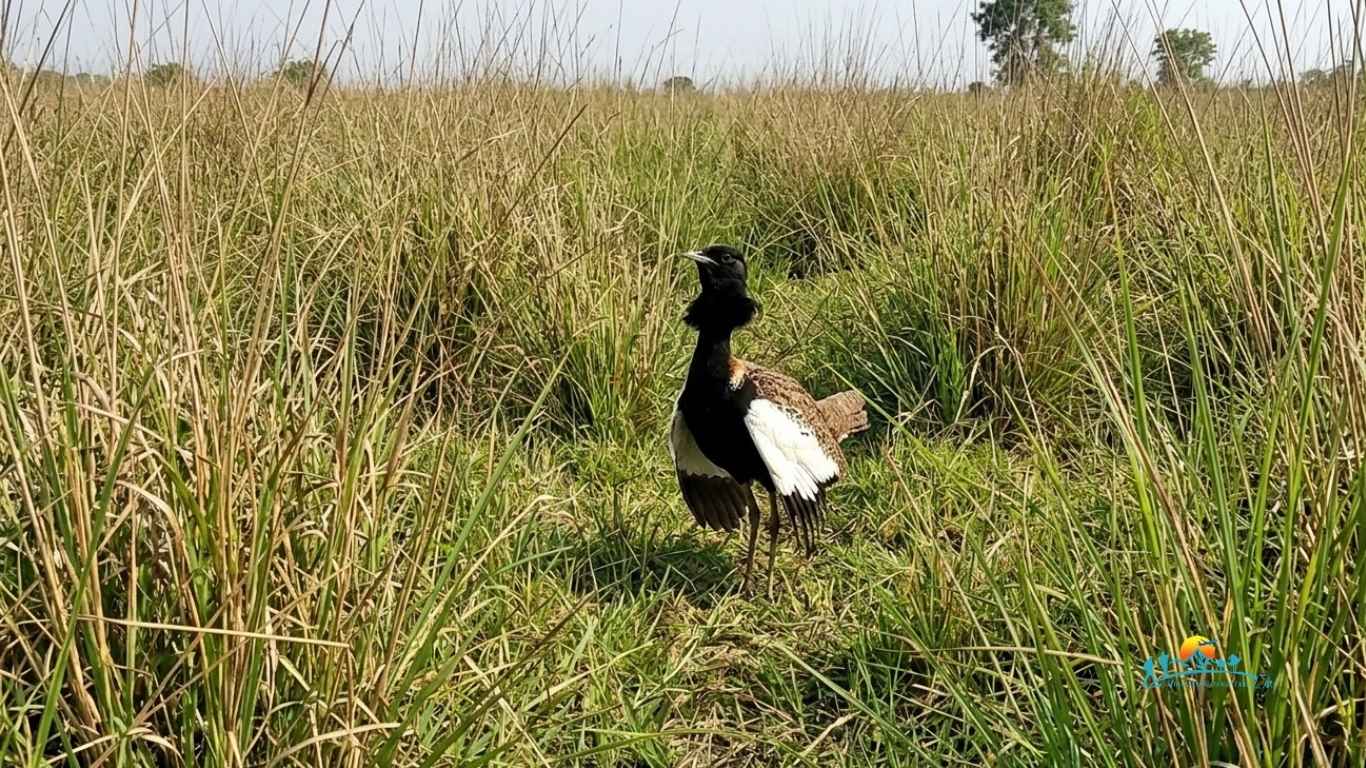 Bengal Florican