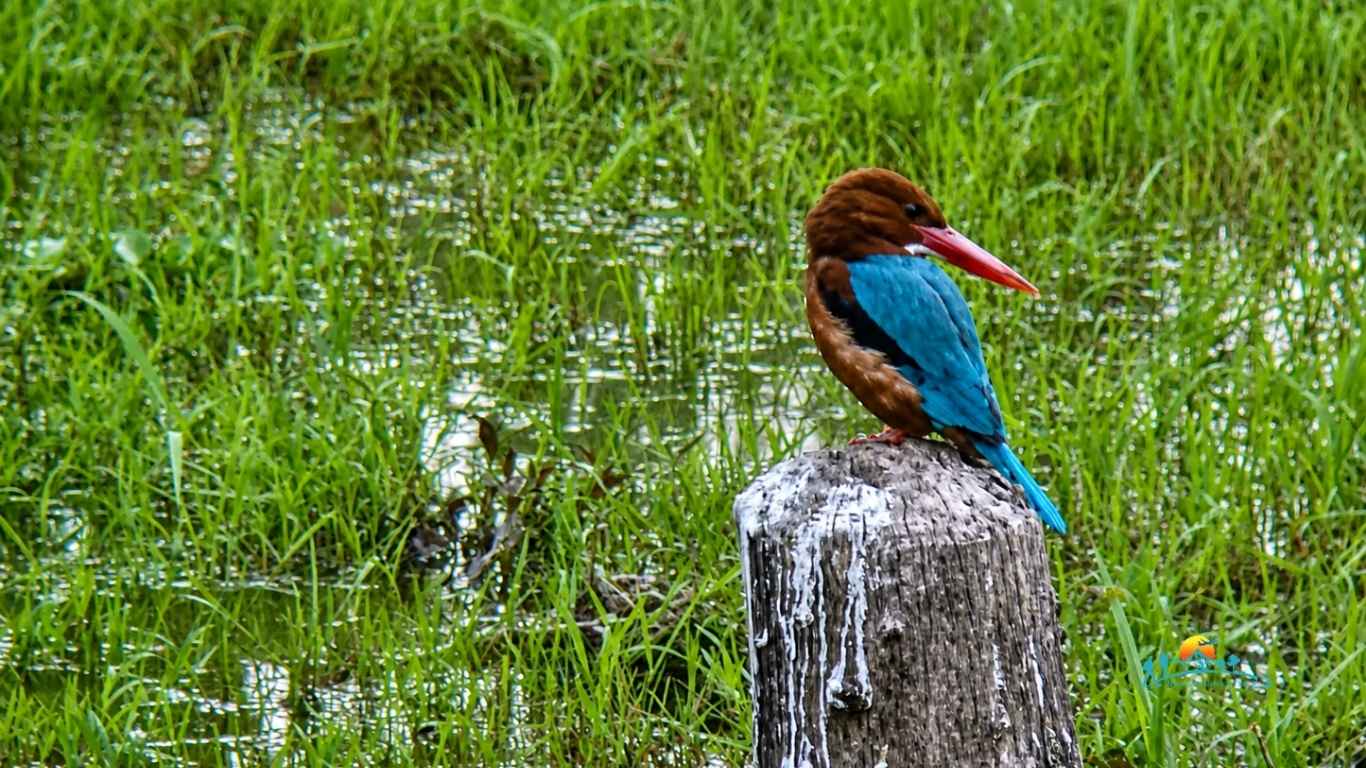 Chitwan National Park