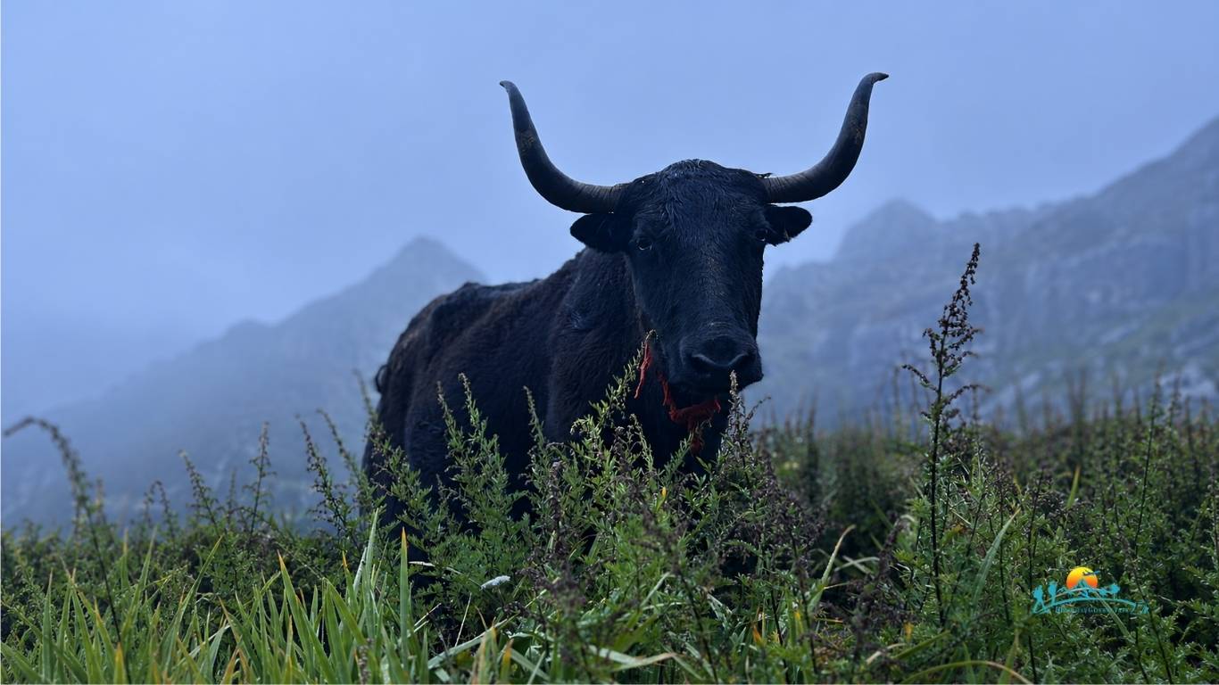 Wildlife Inside Langtang National Park
