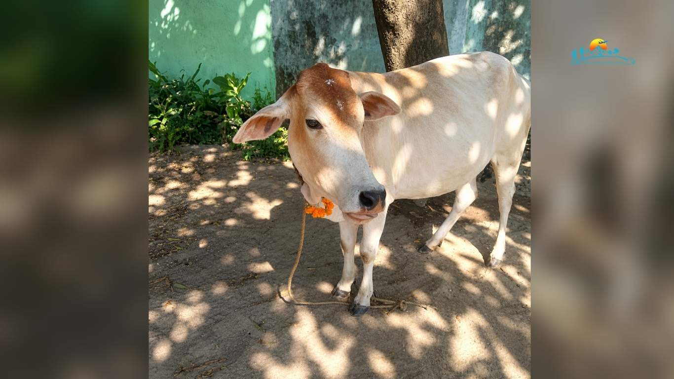 Gai Tihar