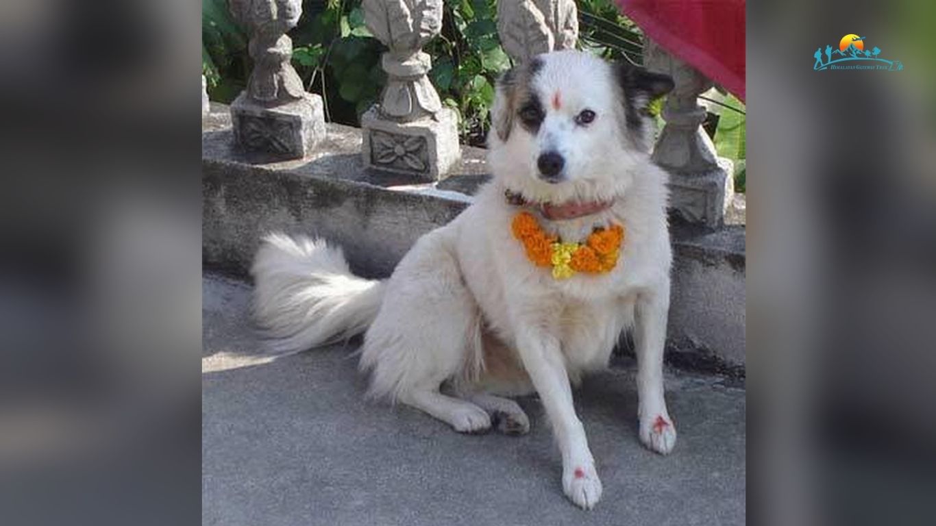 Kukur Tihar